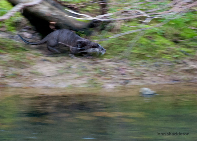 Otter and cubs!