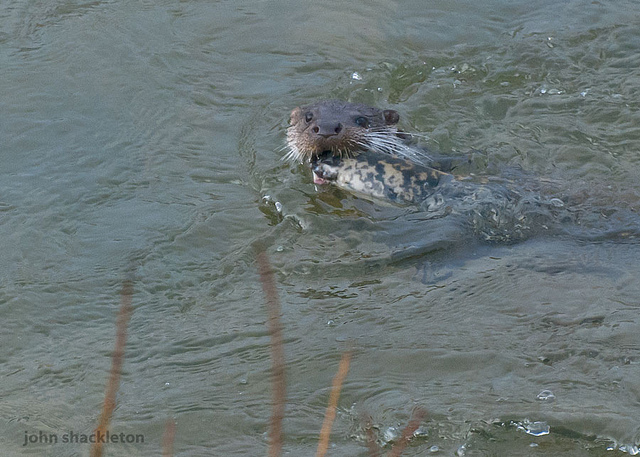 Otter and lamprey – a great battle