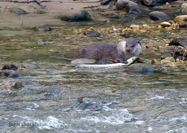 From the archives – Otter and lamprey