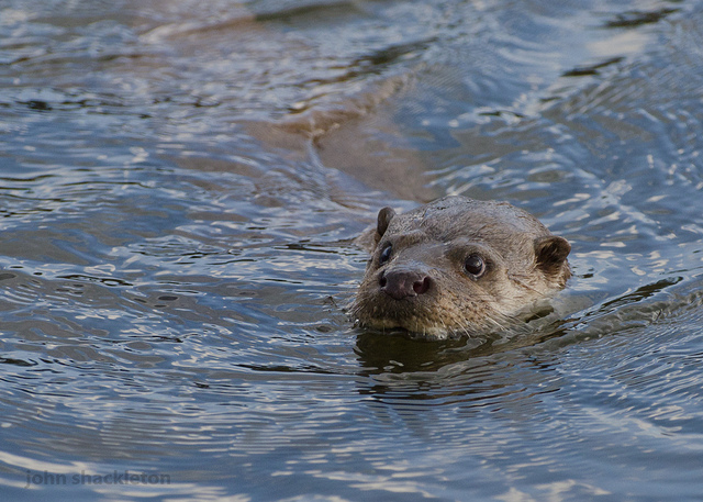 Encounters with the otter in Asturias