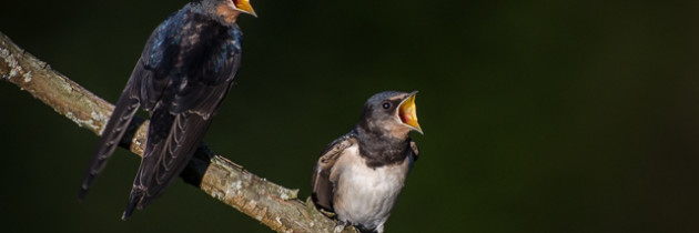 Riverside: Young Swallows