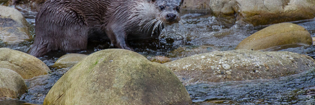 Otter: Early evening hunting