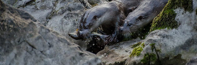 Asturian Rivers: In search of wild otters