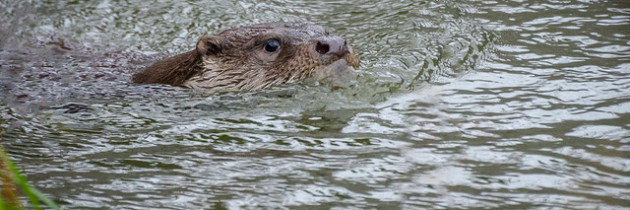 Chasing otters in the rain